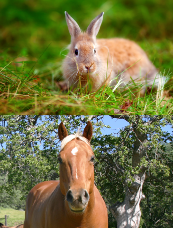 Rabbit and Horse