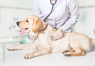 Veterinarian Checking Dog
