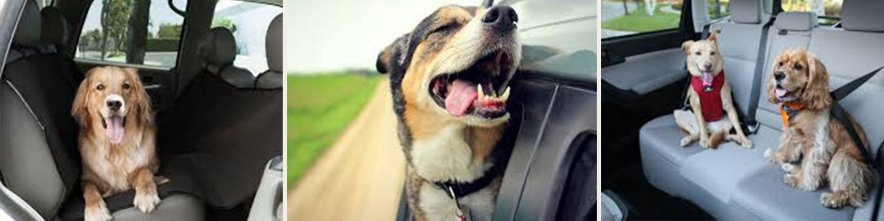 Pet Taxi