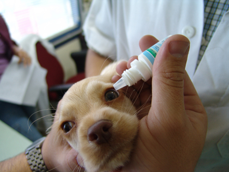 Veterinarian Giving a Puppy Eyedrops
