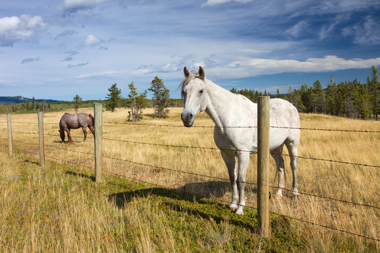 Horse Behind a Barbed Wire Fence Horse Behind a Barbed Wire Fence
