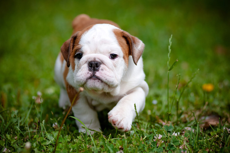 Bulldog Puppy Running Through Grass Bulldog Puppy Running Through Grass